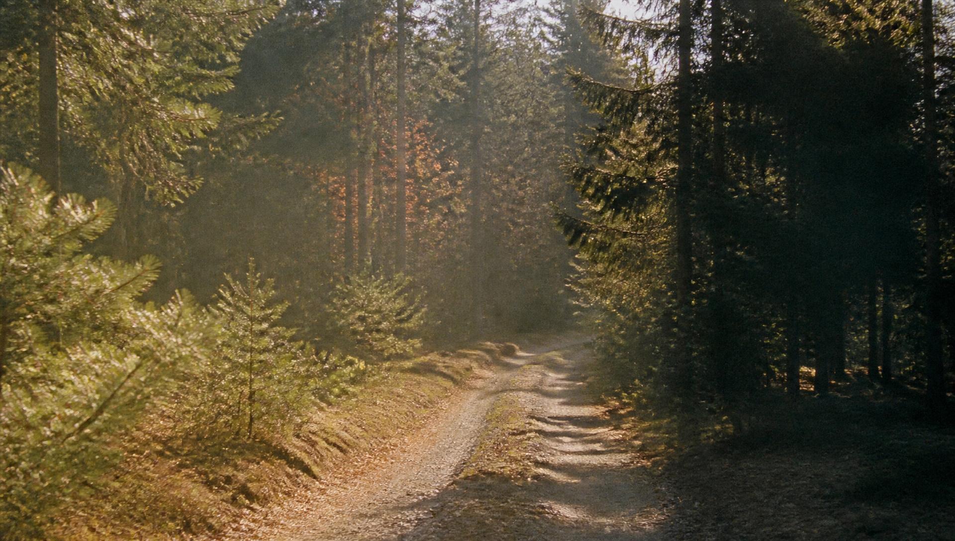 An empty forest road at dawn